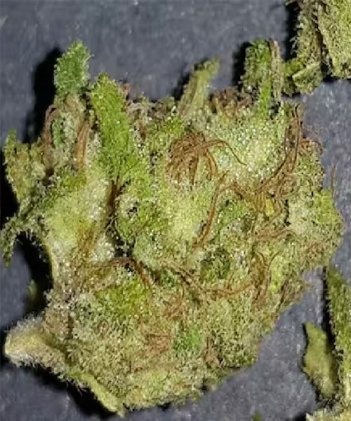 INDICA