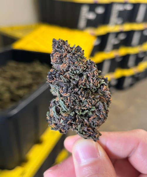 Purple Bubbly