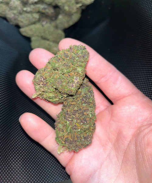 Pink Kush